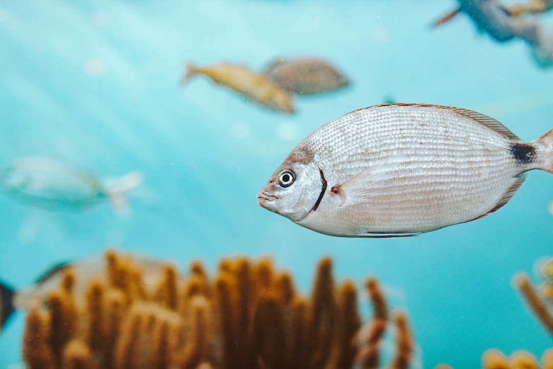 25 wichtige Fragen zu Wie Oft Aquarium Wasserwerte Messen?