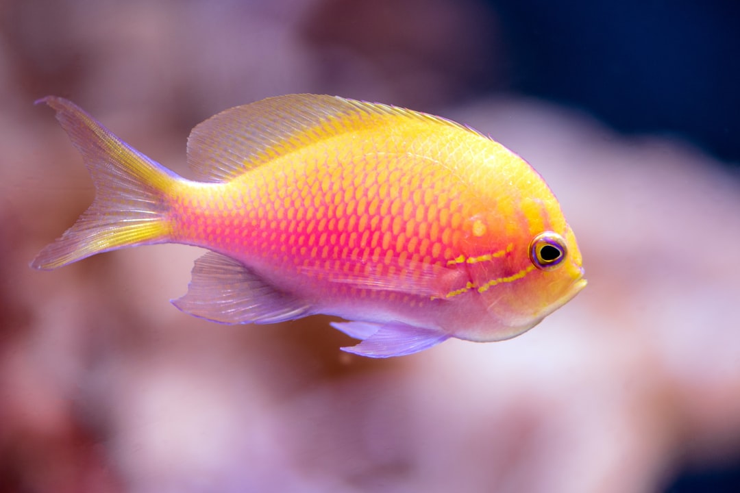 25 wichtige Fragen zu Fische Sofort In Neues Aquarium