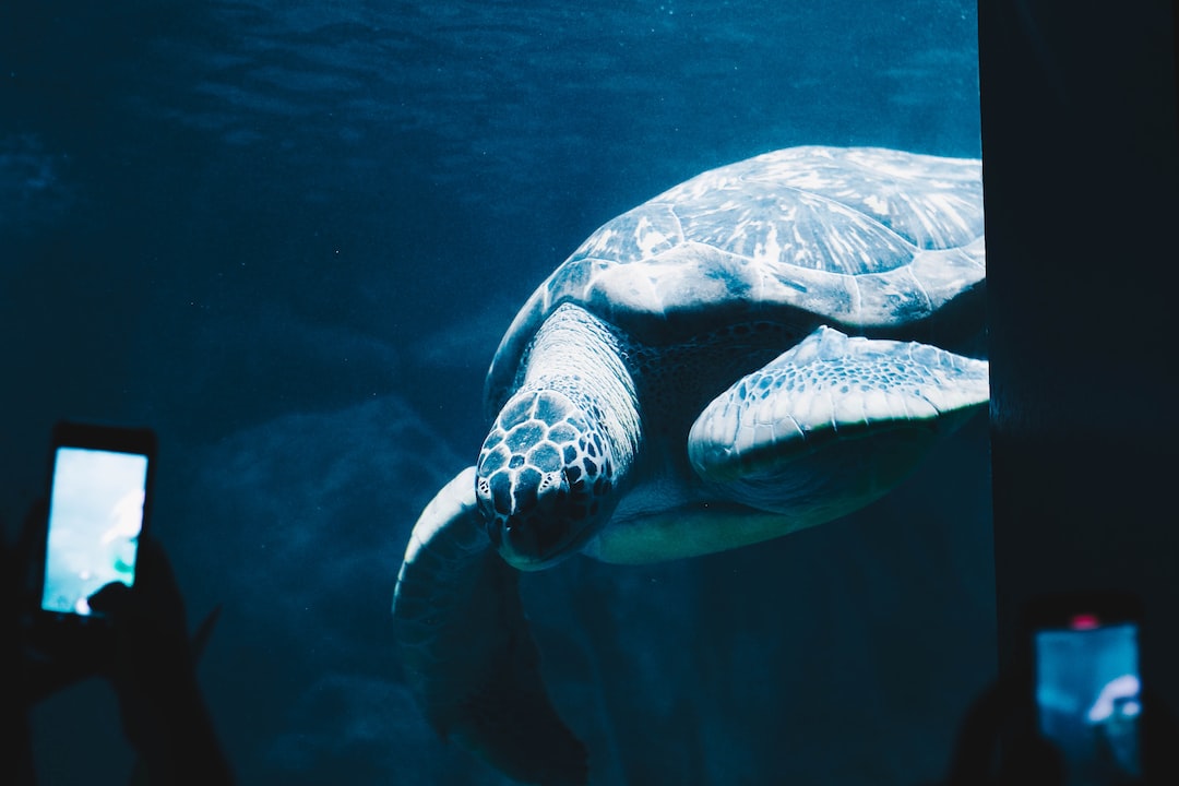 25 wichtige Fragen zu Sind Schildkröten Wechselwarme Tiere?