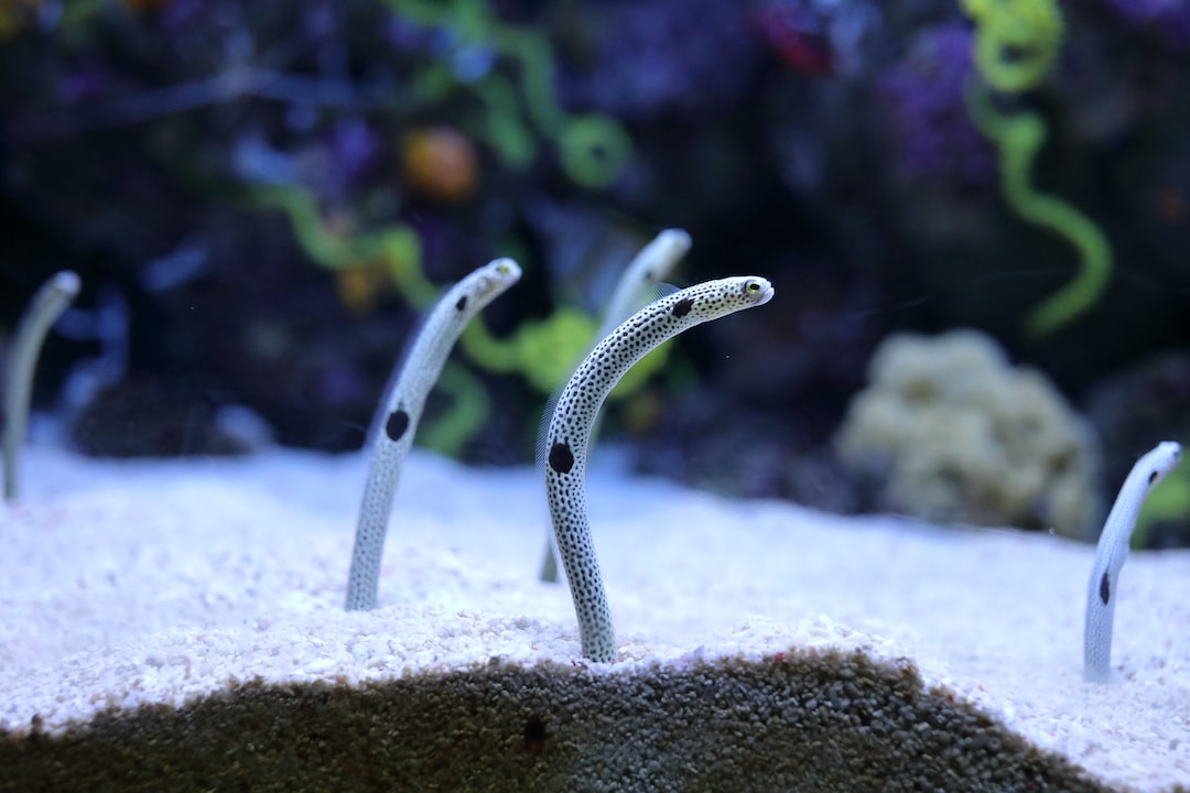 25 wichtige Fragen zu Riesengarnele Aquarium