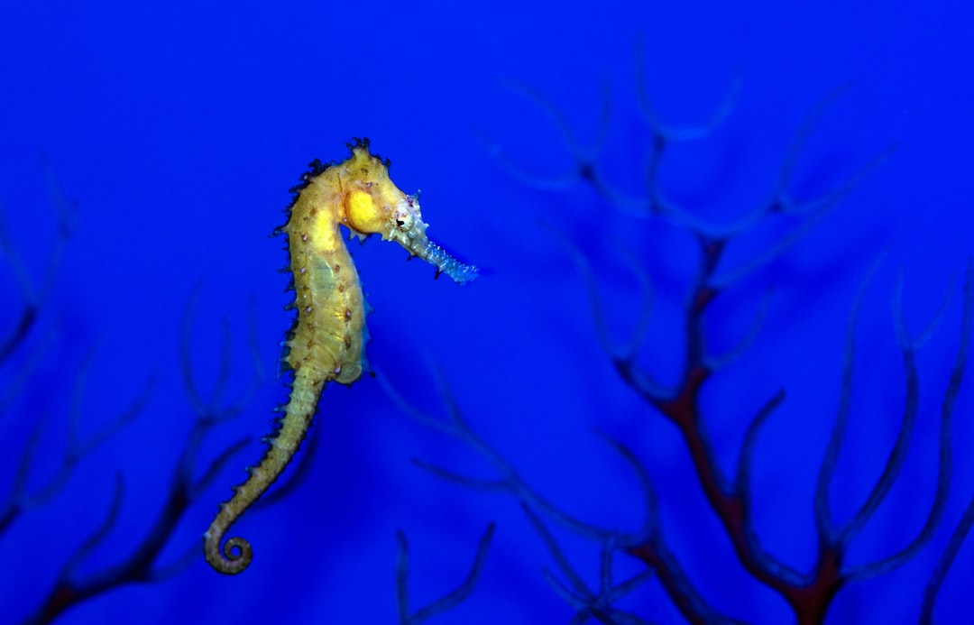 25 wichtige Fragen zu Aquarium Quallen