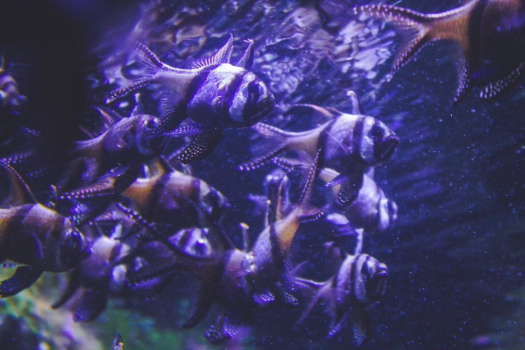 25 wichtige Fragen zu Riesen Aquarium Im Haus