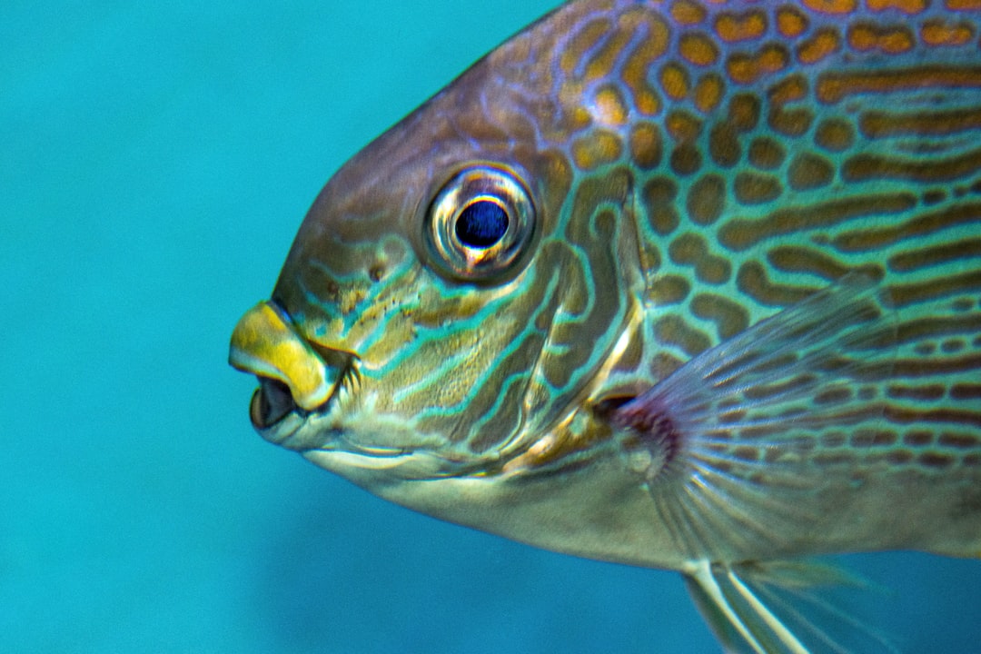 25 wichtige Fragen zu What Does An Aquarium Cleaner Do?