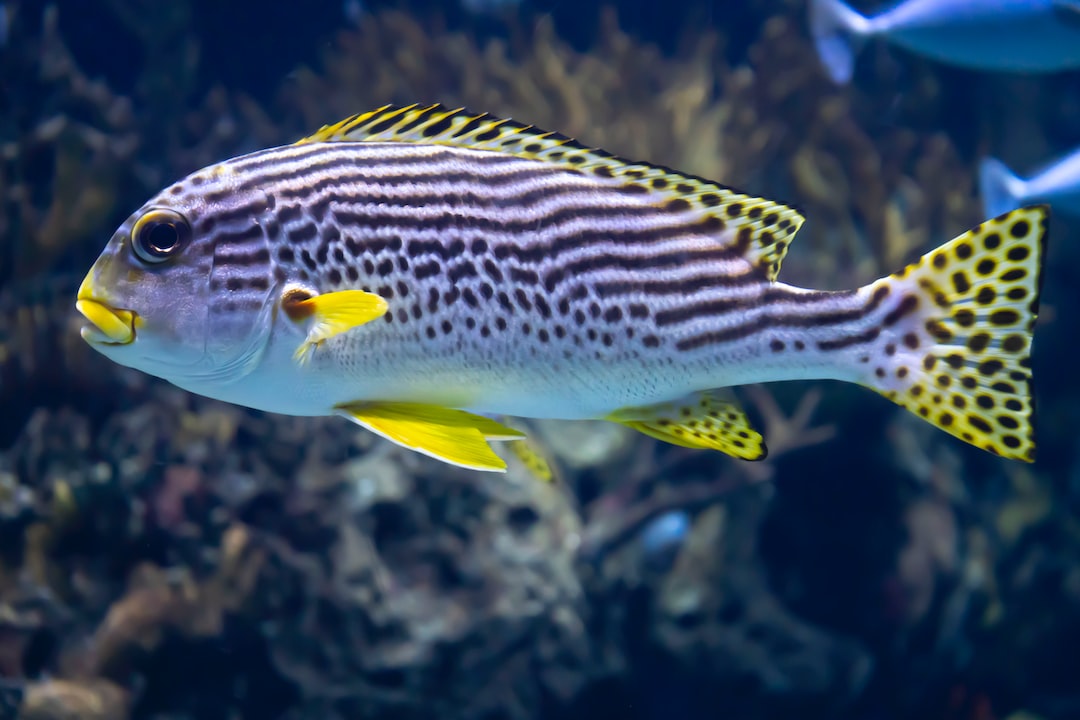 25 wichtige Fragen zu Wie Lange Halten Fische Ohne Futter Aus?