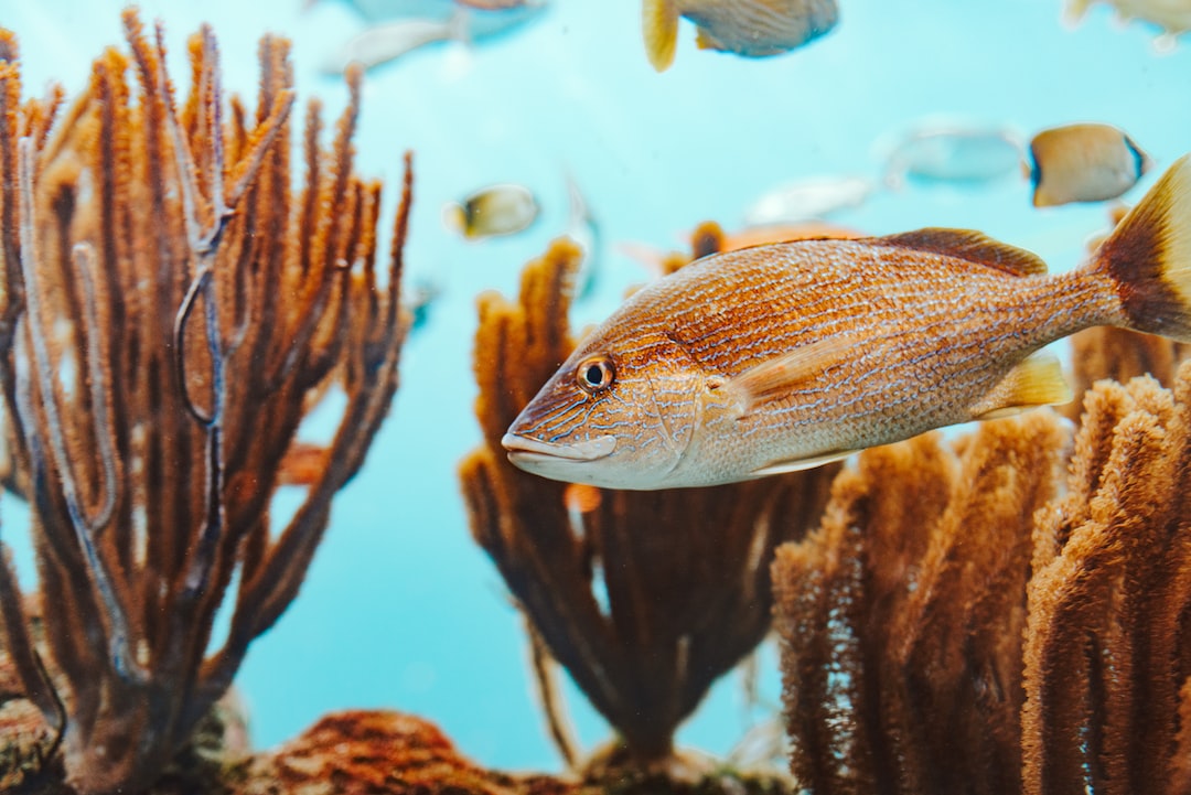 25 wichtige Fragen zu Bunter Fisch Aquarium