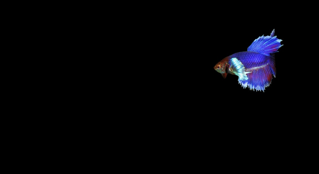 12 wichtige Fragen zu Wie Vermehren Sich Mondfische?