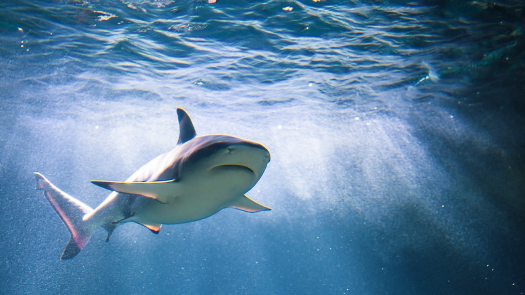 13 wichtige Fragen zu Warum Essen Haie Menschen?