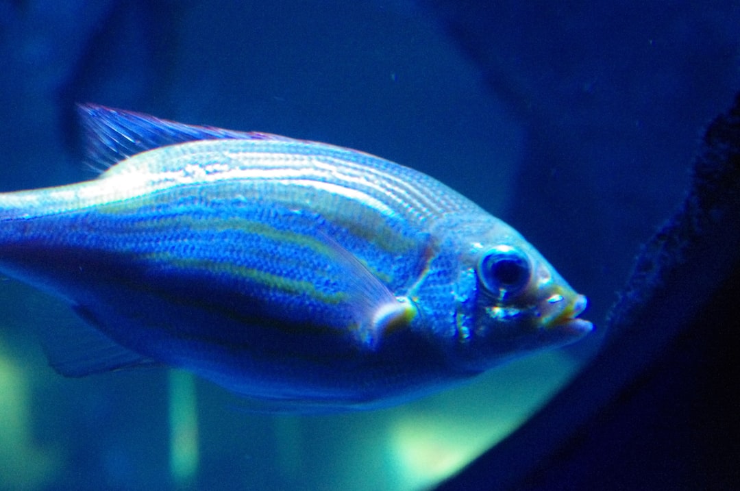 18 wichtige Fragen zu Wie Lange Muss Ein Aquarium Ohne Fische Sein?
