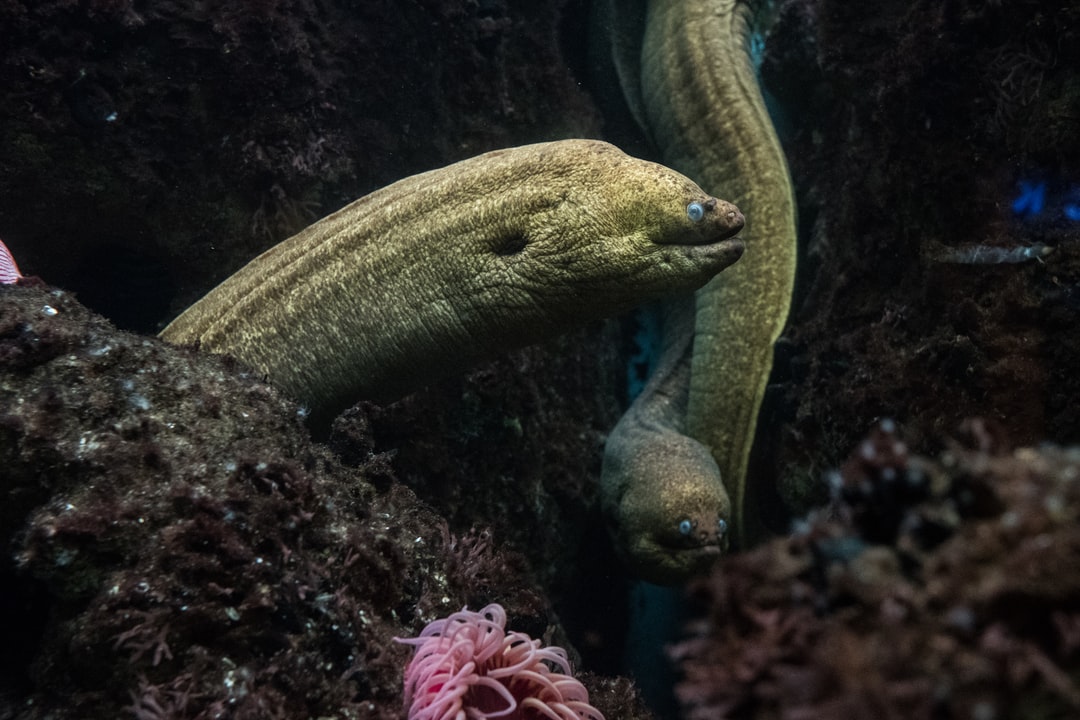 18 wichtige Fragen zu Rote Algen Aquarium
