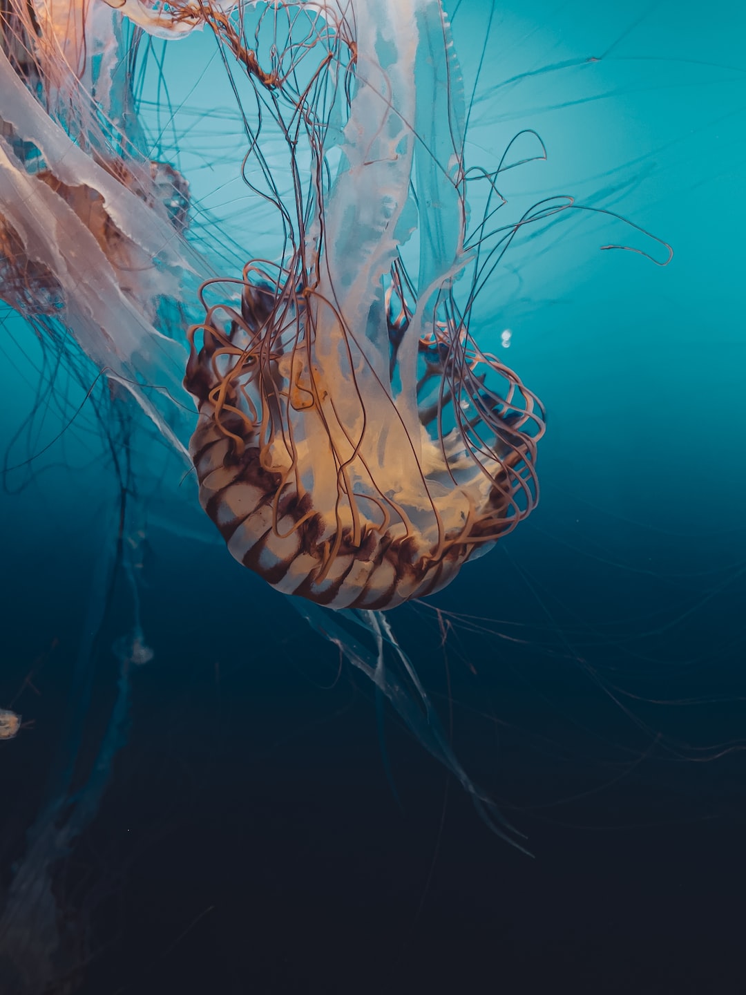18 wichtige Fragen zu What Causes Snail Infestation In Aquarium?