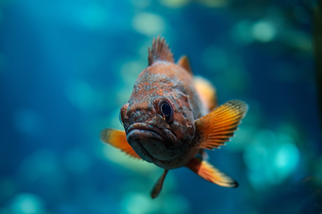19 wichtige Fragen zu Do All Tropical Fish Need Saltwater?