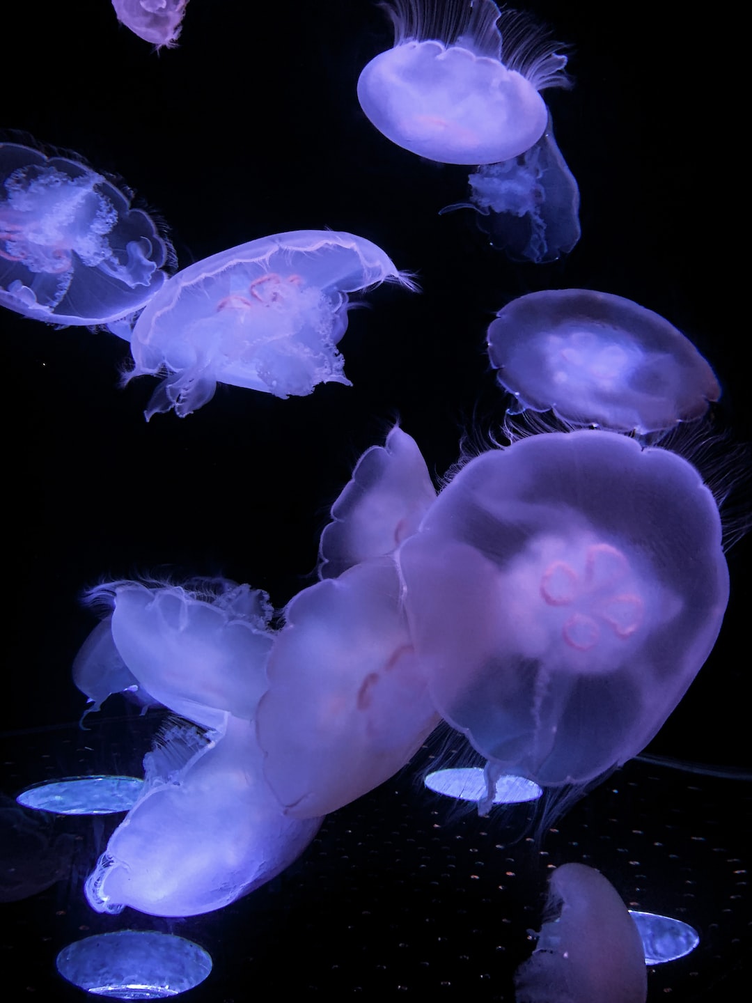 19 wichtige Fragen zu How Do You Attach Aquarium Backgrounds?