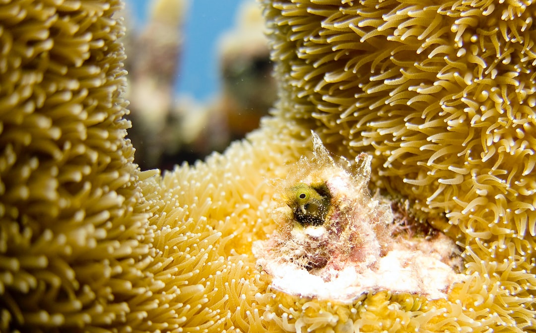 19 wichtige Fragen zu Wie Kann Man Ein Aquarium Gut Belüften?