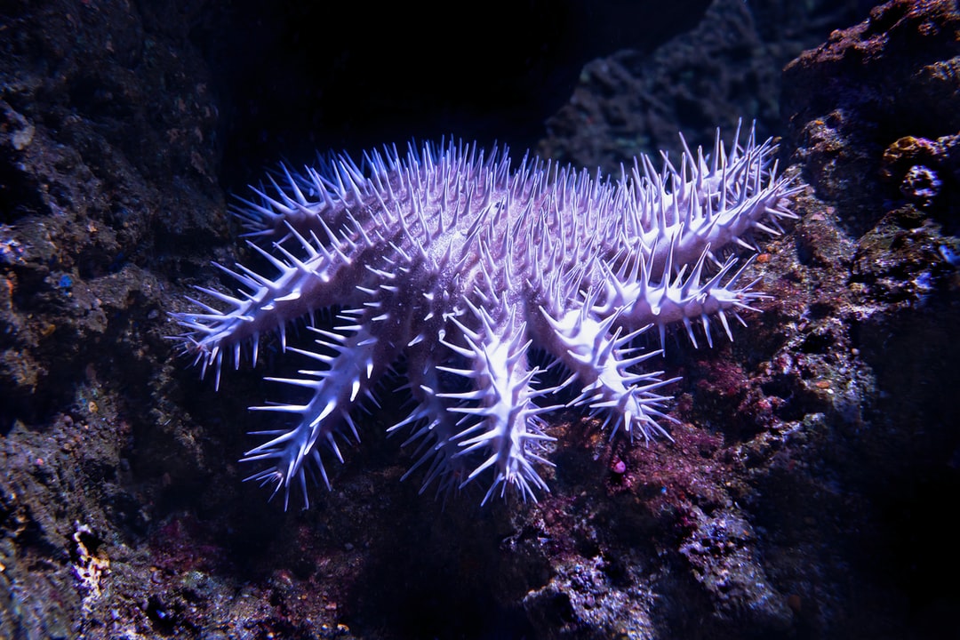 19 wichtige Fragen zu Was Bringt Wasserwechsel Im Aquarium?