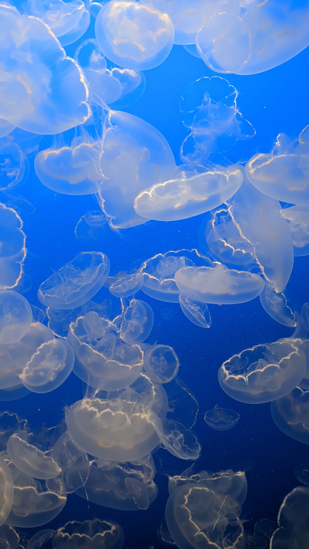 21 wichtige Fragen zu Wasserlinsen Aquarium