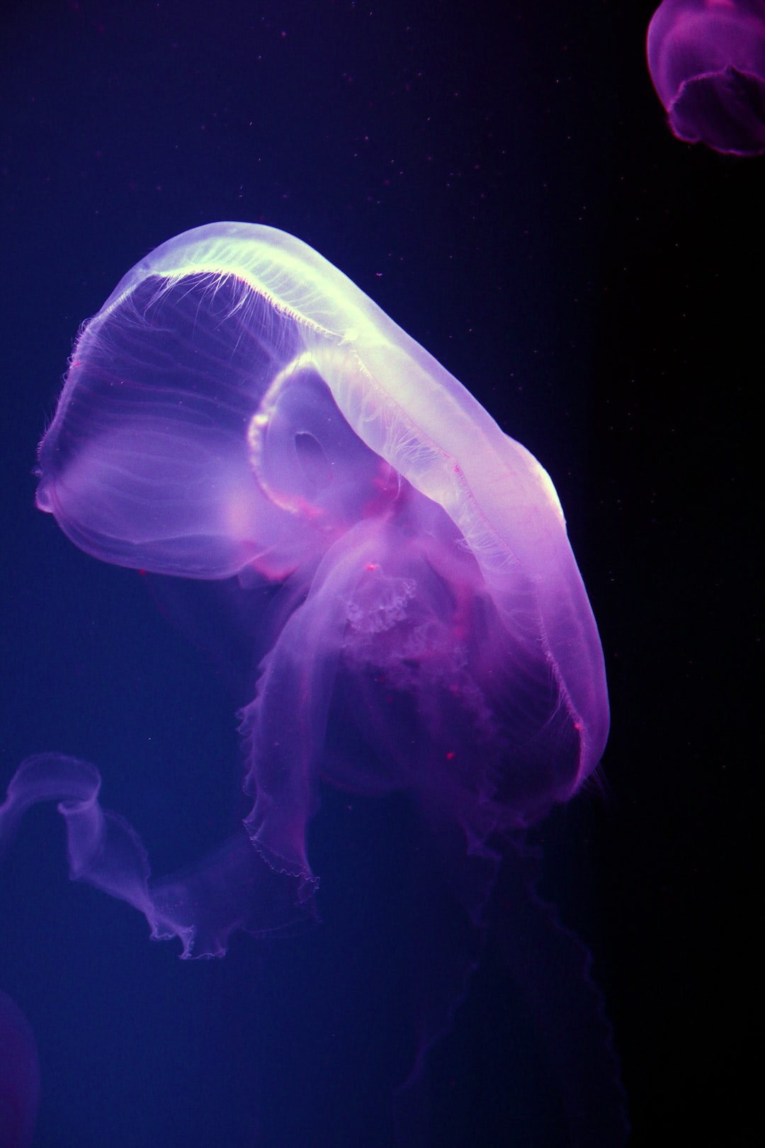 21 wichtige Fragen zu Aquarium Filter Installation