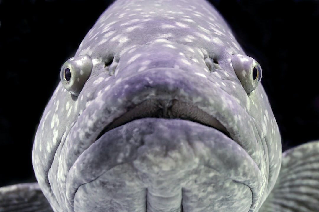 21 wichtige Fragen zu Wer Frisst Tote Fische Im Aquarium?