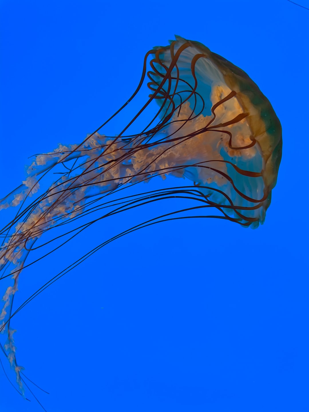 21 wichtige Fragen zu Welche Rückförderpumpe Für Meerwasseraquarium?