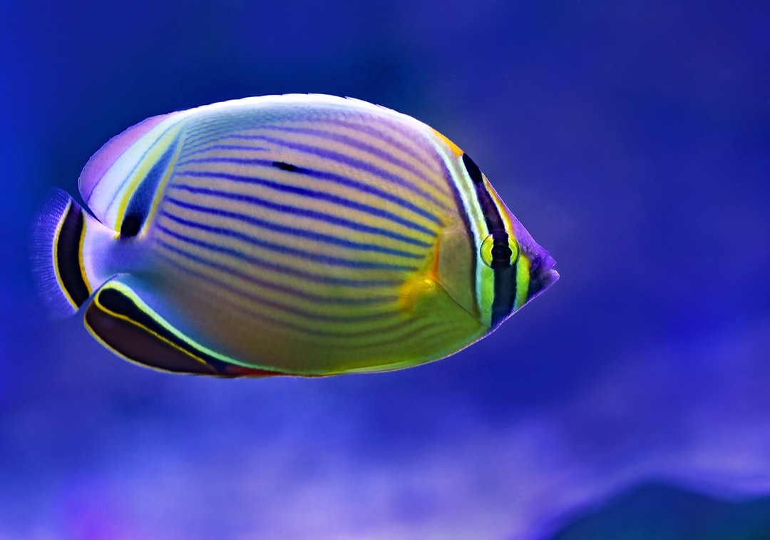 22 wichtige Fragen zu What Type Of Glass Is Best For Aquarium?