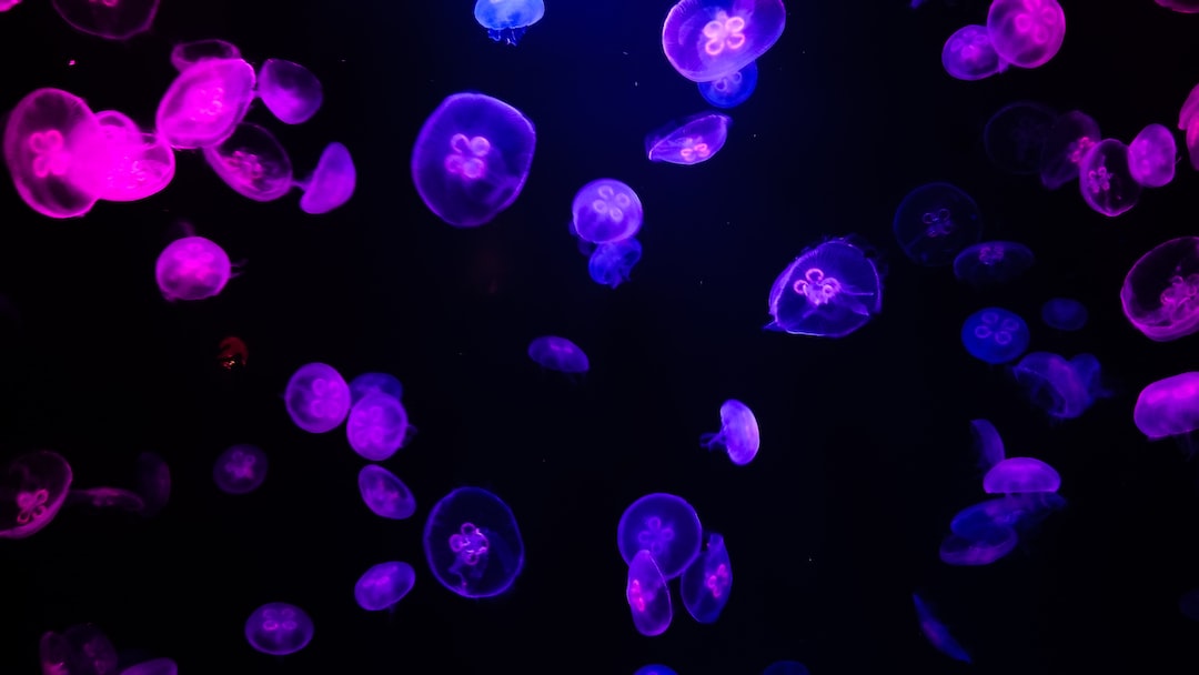 22 wichtige Fragen zu Sauger Für Aquarium