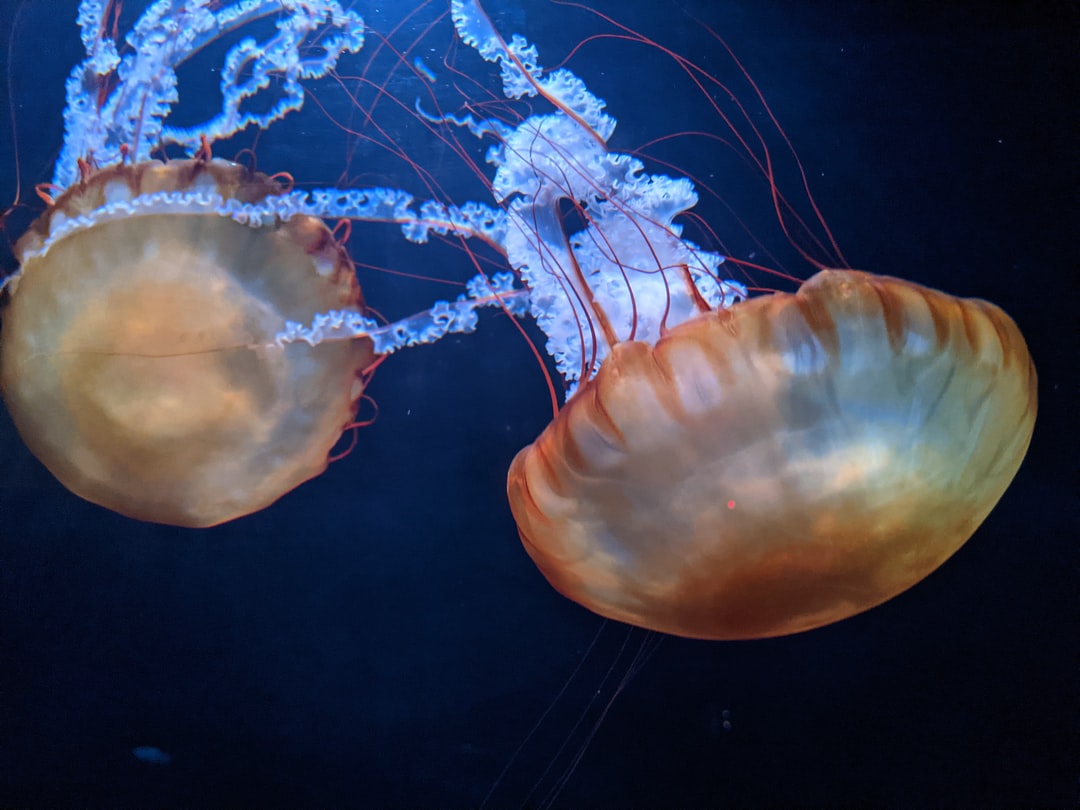 22 wichtige Fragen zu Aquarium Plexiglas