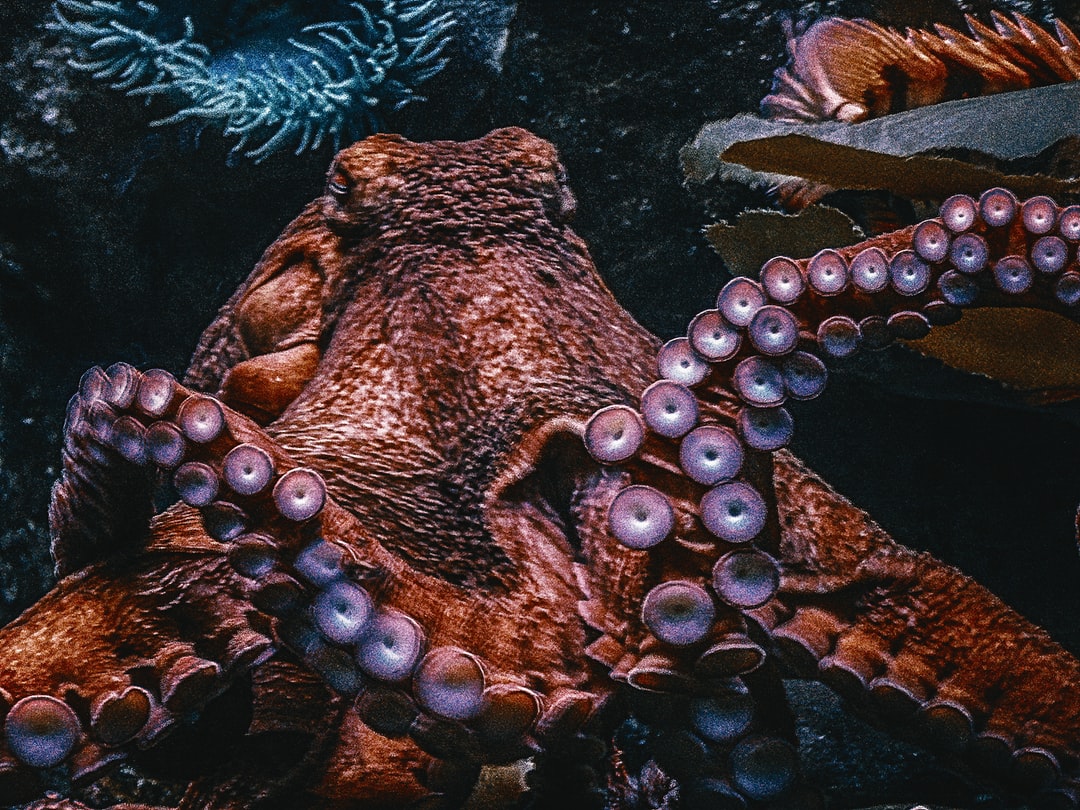 25 wichtige Fragen zu Wie Richte Ich Mir Ein Meerwasseraquarium Ein?