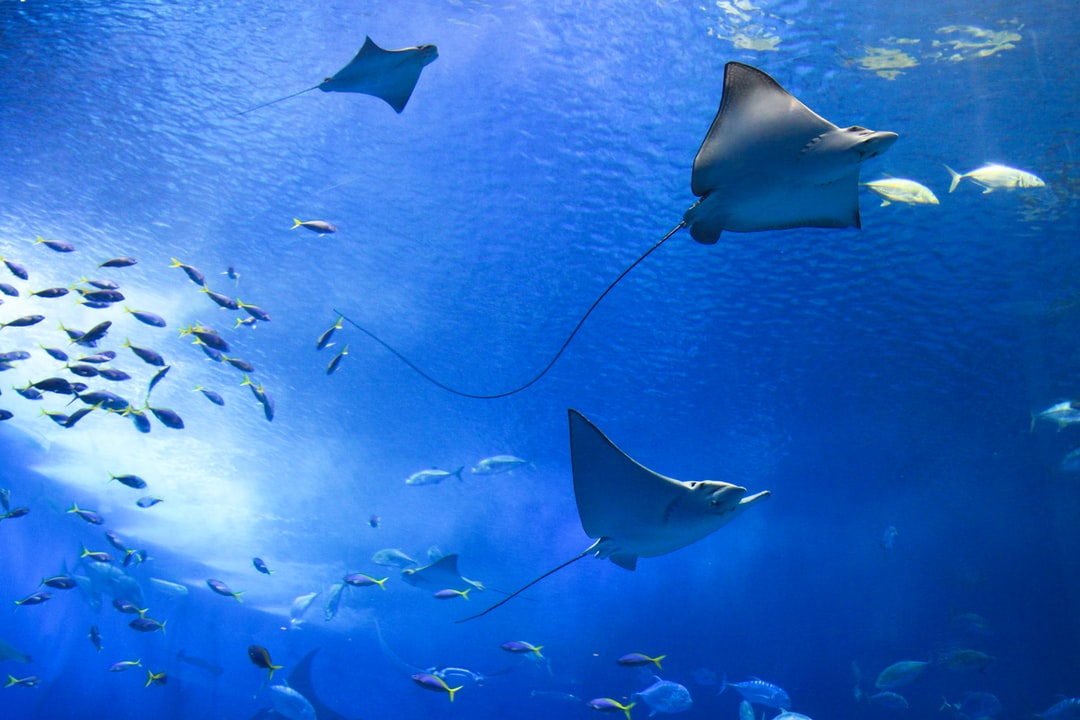 25 wichtige Fragen zu Was Tun Gegen Schmieralgen Im Aquarium?