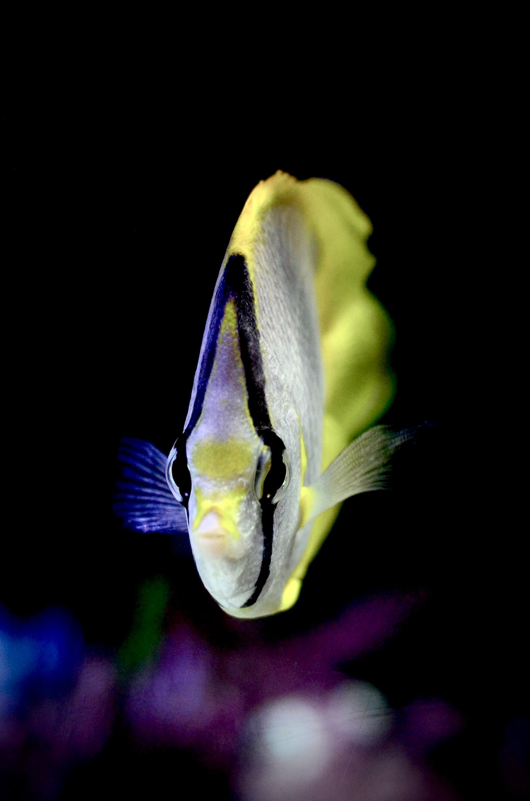 25 wichtige Fragen zu How Do You Plant Aquarium Stem Plants?