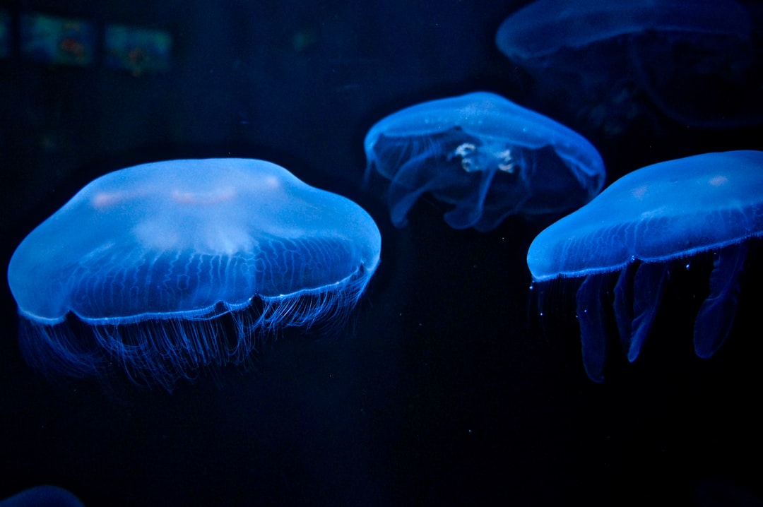 25 wichtige Fragen zu Welche Quallen Für Aquarium?