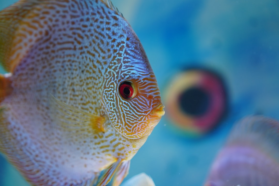 25 wichtige Fragen zu Welche Tiere Kann Man Im Aquarium Halten