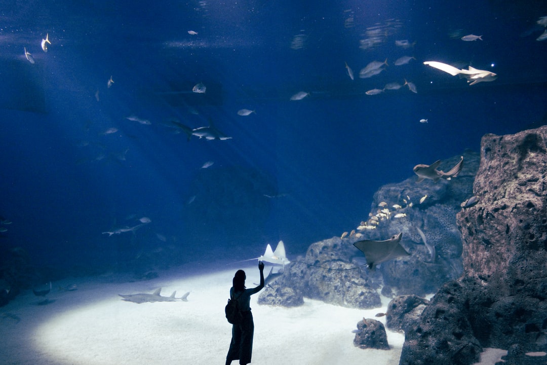 25 wichtige Fragen zu Aquarium Kombinationen
