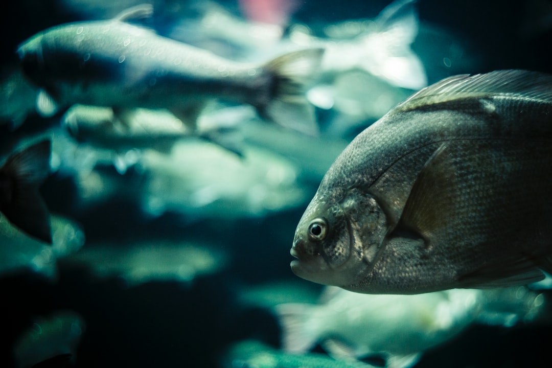25 wichtige Fragen zu Hat Der Fisch Ein Gehirn?