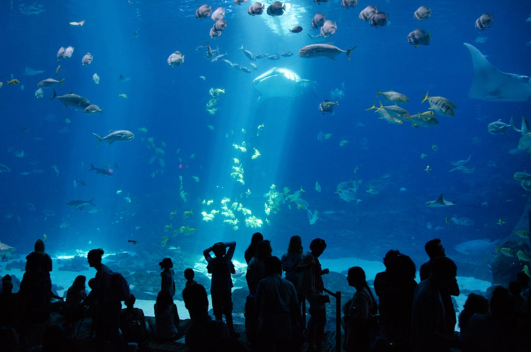 25 wichtige Fragen zu Ist Es Tierquälerei Fische Im Aquarium Zu Halten?