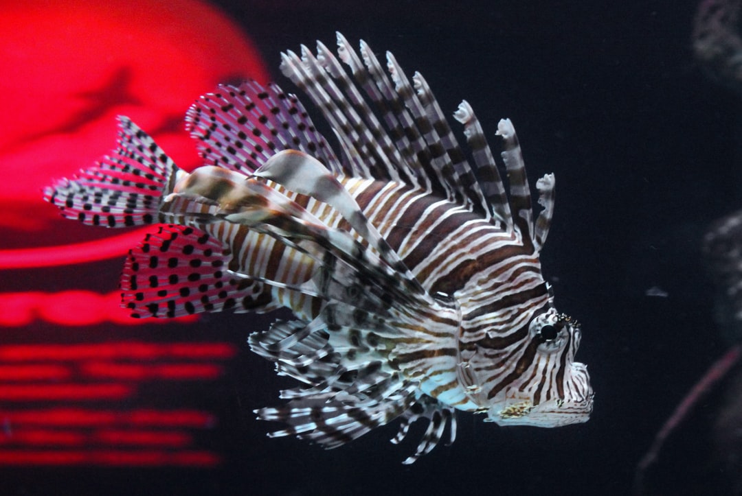 25 wichtige Fragen zu Welche Co2 Anlage Für Nano Aquarium?