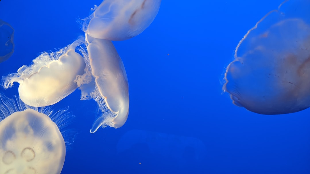 25 wichtige Fragen zu Wie Alt Werden Napfschnecke Aquarium?
