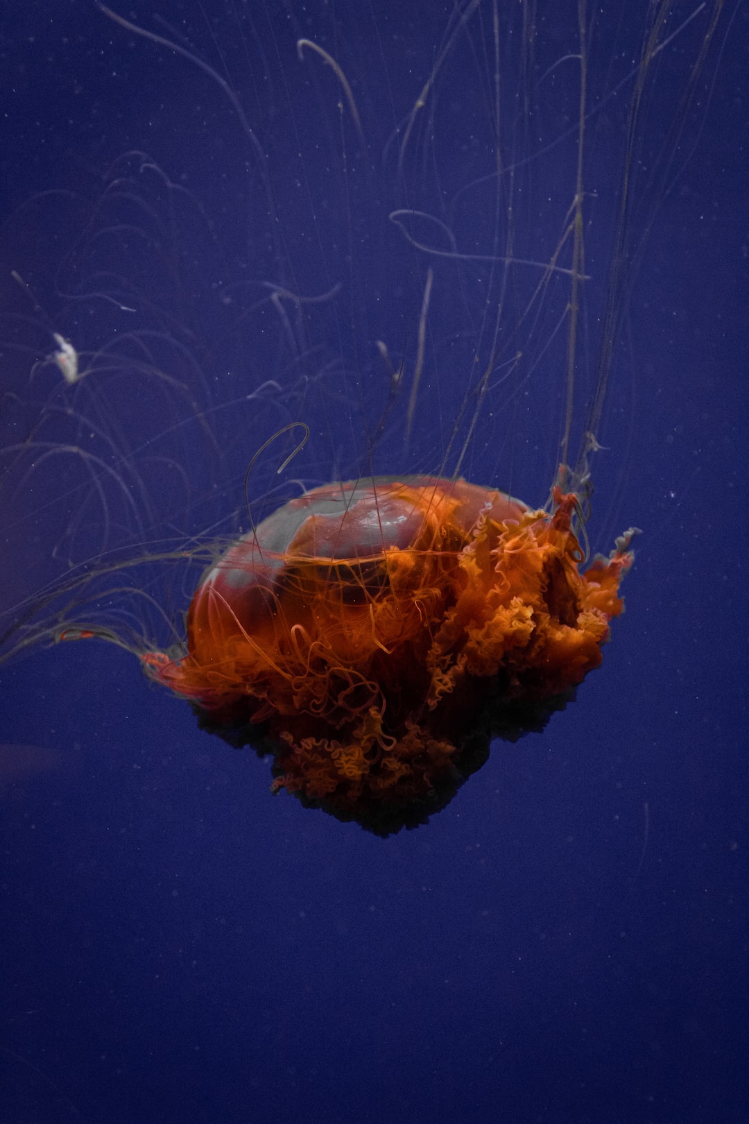 25 wichtige Fragen zu Schneckenfallen Aquarium