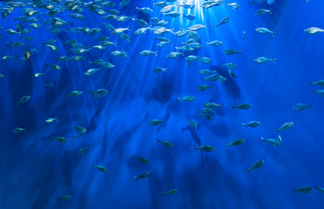 9 wichtige Fragen zu Welches Lebendfutter Für Meerwasserfische?