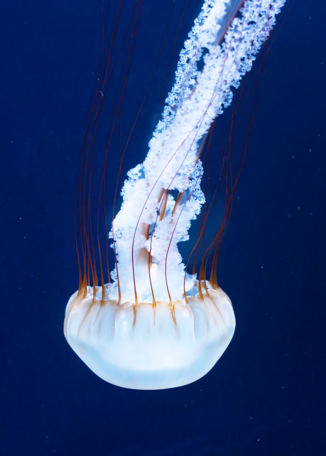 16 wichtige Fragen zu Wie Viel Bewegung Im Aquarium?