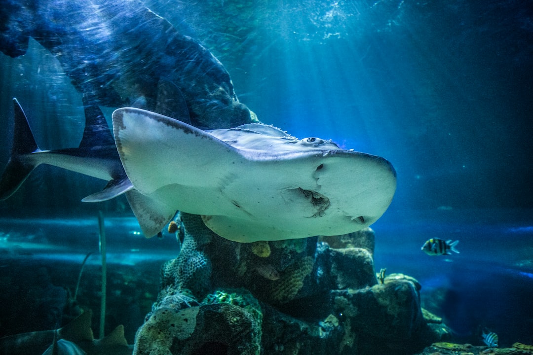 17 wichtige Fragen zu Wie Gefährlich Sind Haie Für Menschen?