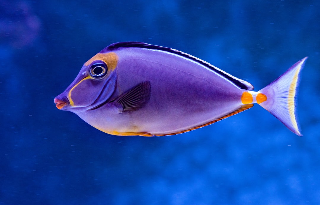 19 wichtige Fragen zu What Is The Prettiest Fish To Own?
