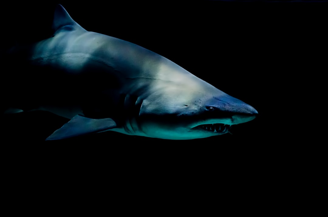 19 wichtige Fragen zu Wo Gibt Es Die Meisten Haie Im Mittelmeer?