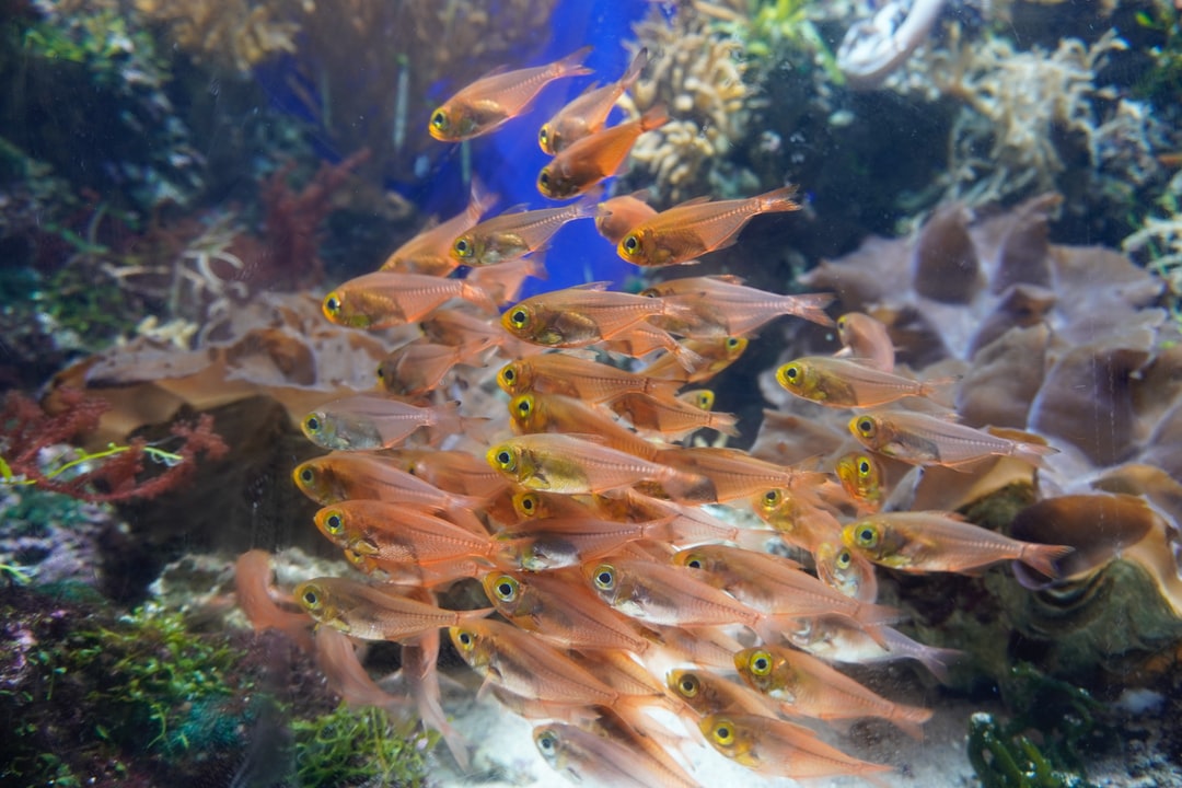 19 wichtige Fragen zu Wie Viele Erlenzapfen Im Aquarium?