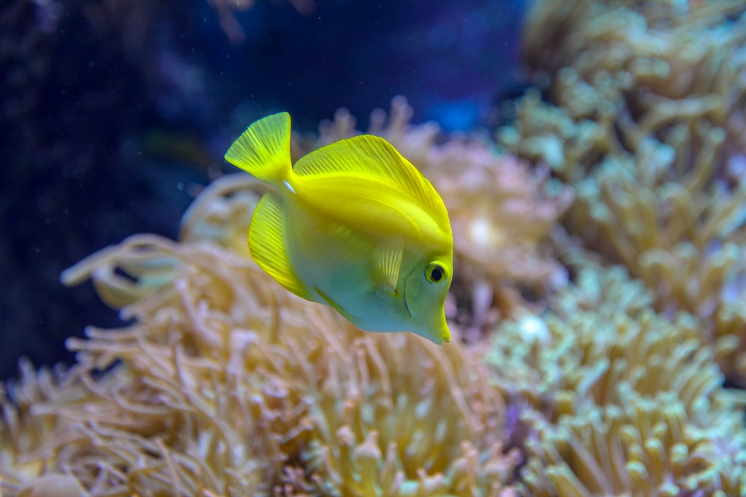 21 wichtige Fragen zu Aquarium Sauerstoff