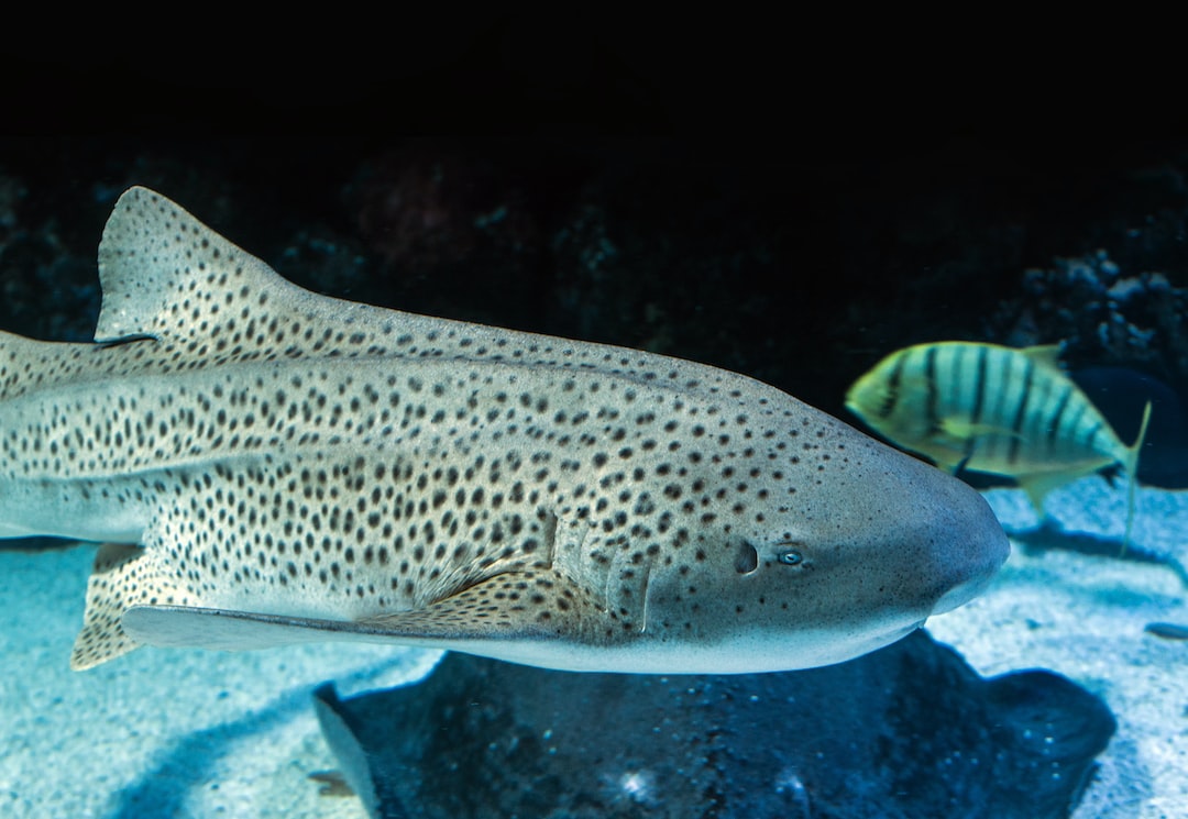 21 wichtige Fragen zu Abdeckungen Aquarium