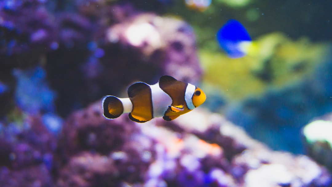 22 wichtige Fragen zu Warum Stirbt Ein Fisch Im Aquarium?