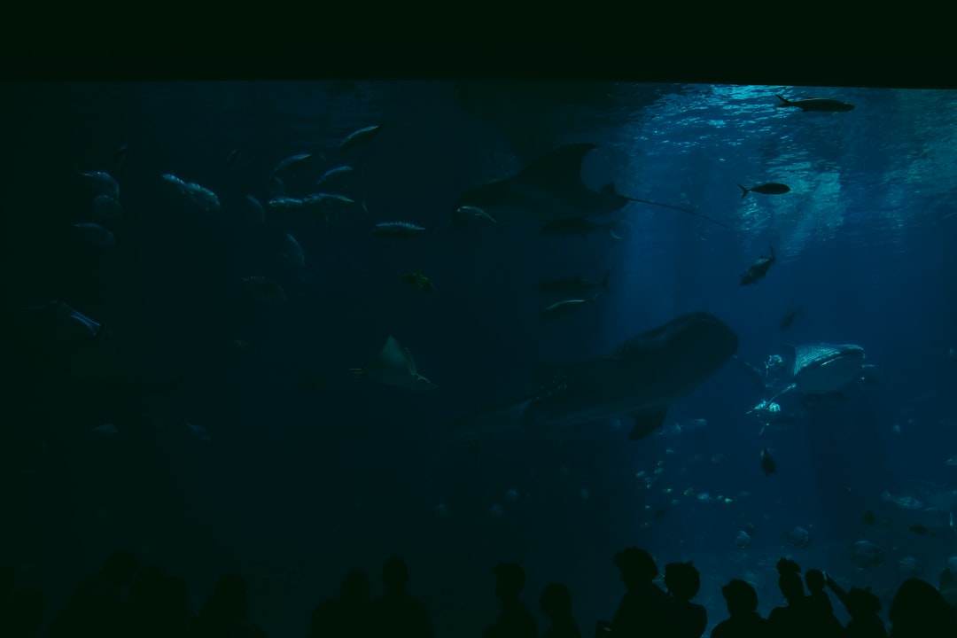 22 wichtige Fragen zu Was Macht Man Wenn Man Zu Viele Fische Im Aquarium Hat?