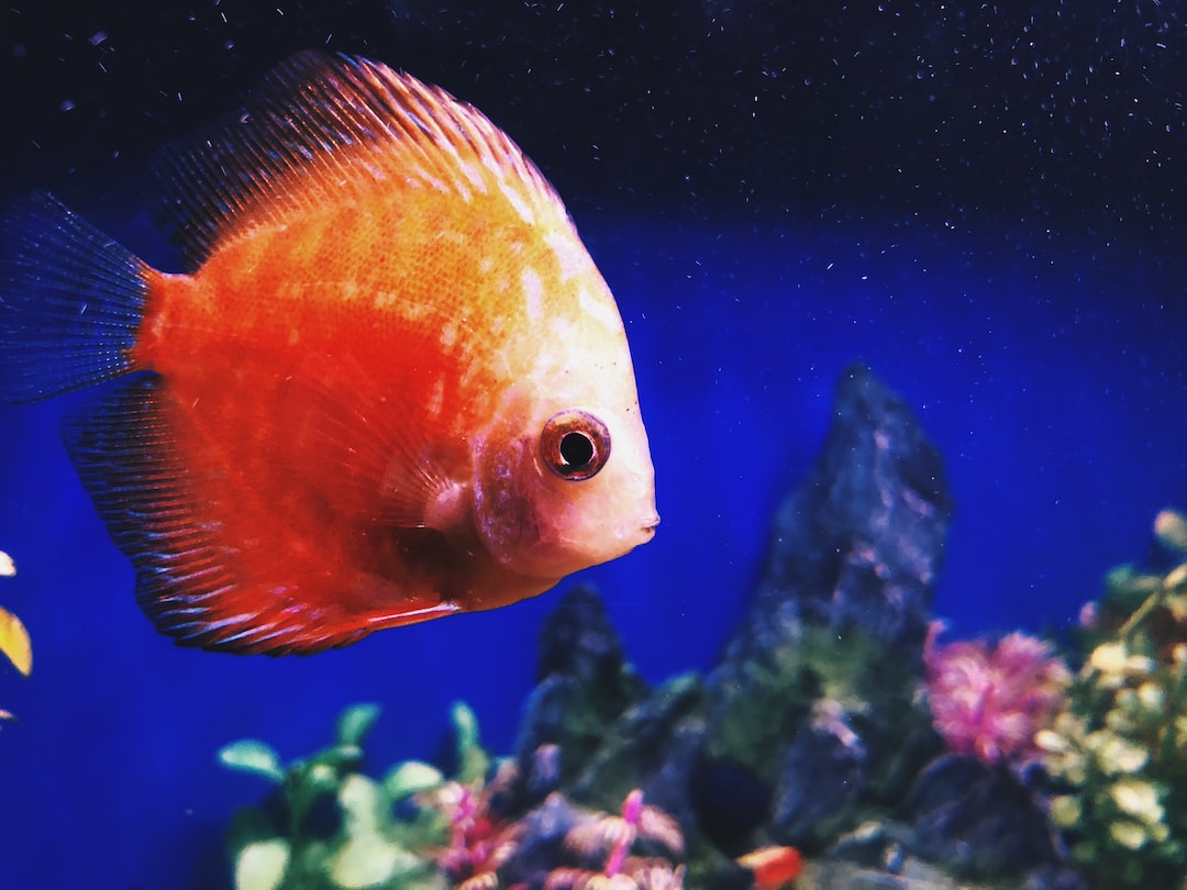 22 wichtige Fragen zu Should You Add Coral Or Fish First?