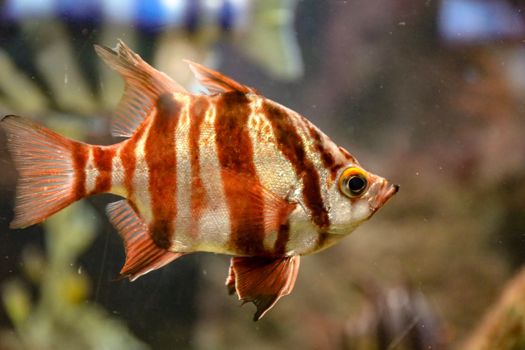 22 wichtige Fragen zu Welches Aquarium Für Diskusfische?