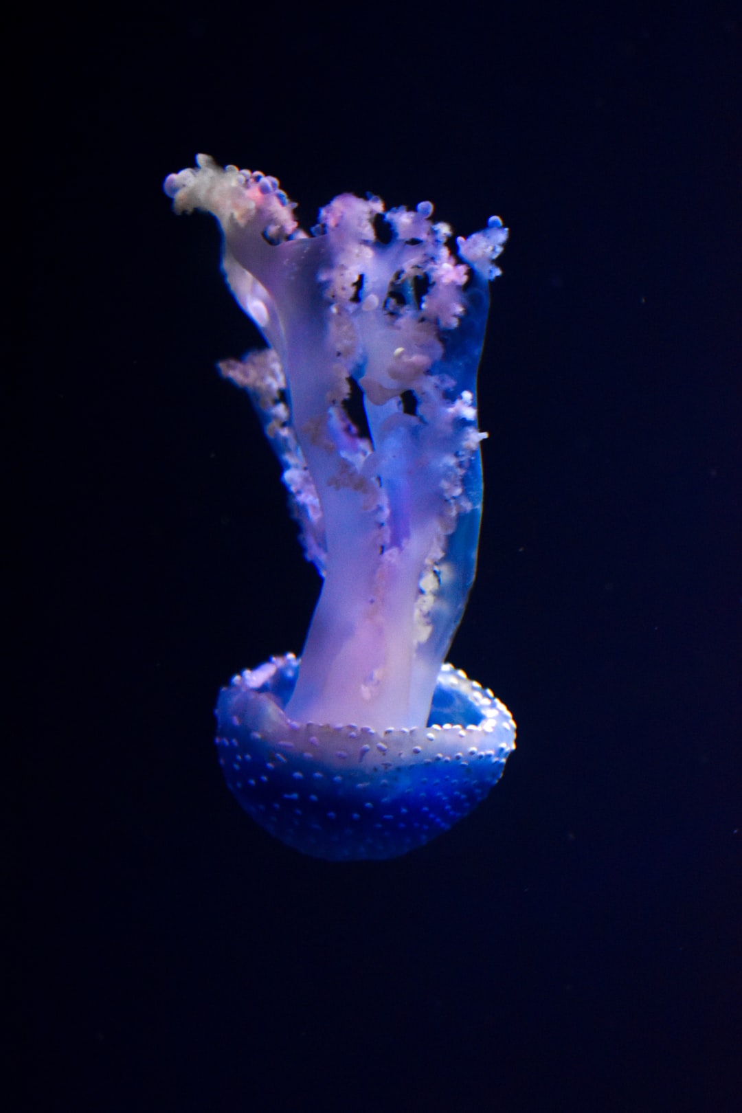22 wichtige Fragen zu Glasführungsschiene Aquarium