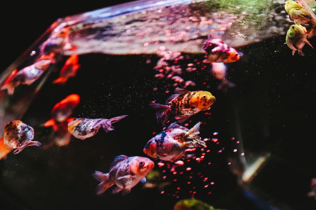 23 wichtige Fragen zu Wieso Liegen Tote Fische Oben Oder Unten?
